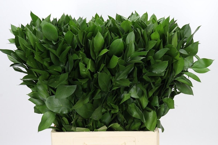 <h4>RUSCUS HYPOPHYLLUM</h4>