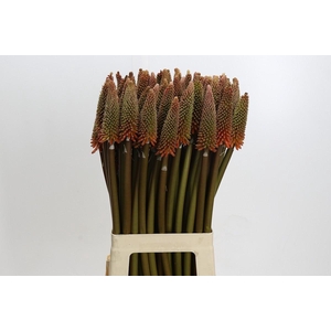 Kniphofia Alcazar