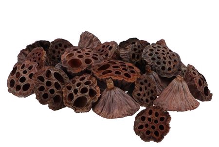 <h4>Nature Lotus Small Natural P/100 Wk 47</h4>