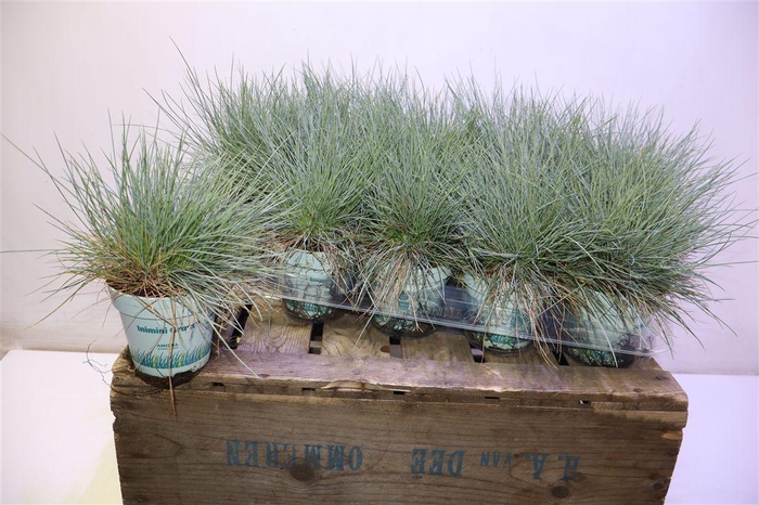 <h4>Fest Gl Compact Blue</h4>