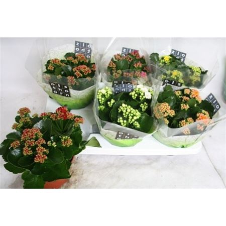 <h4>Kalanchoe Calandiva Mix</h4>