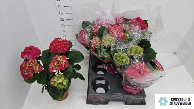 <h4>HYDR M GRUMPY</h4>