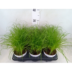 Cyperus alternifolius 'Zumula'