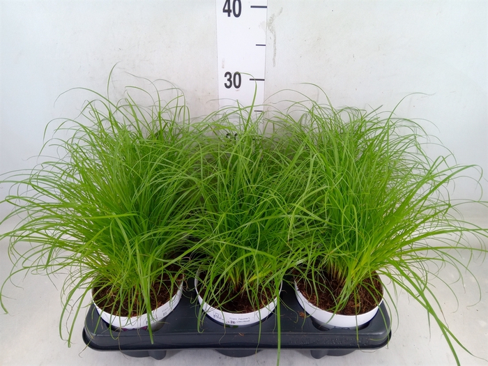 <h4>Cyperus alternifolius 'Zumula'</h4>