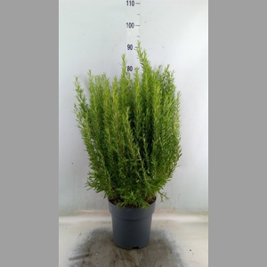Rosmarinus officinalis   ...