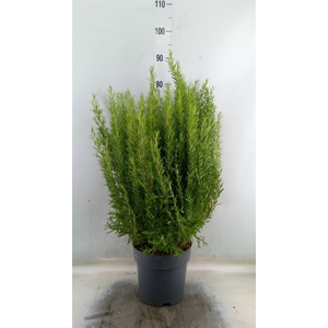 Rosmarinus officinalis   ...