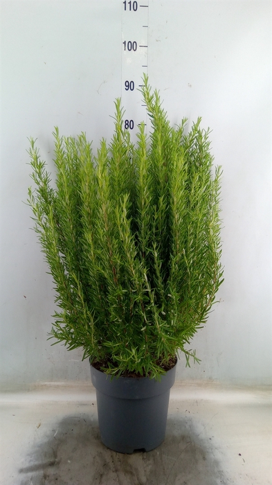 <h4>Rosmarinus officinalis   ...</h4>