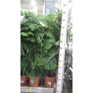 Araucaria heterophylla