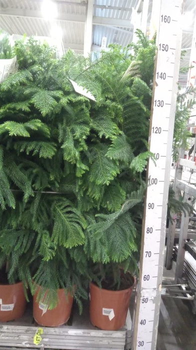 <h4>Araucaria heterophylla</h4>