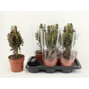 Euphorbia trigona 'Rubra'