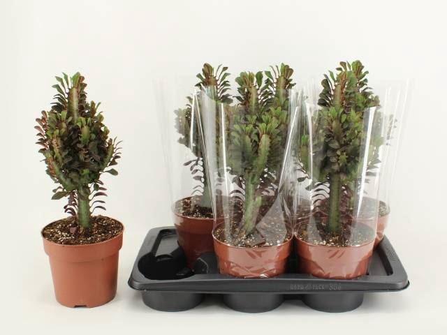 <h4>Euphorbia trigona 'Rubra'</h4>