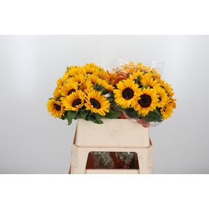 Helian An Orange Fir