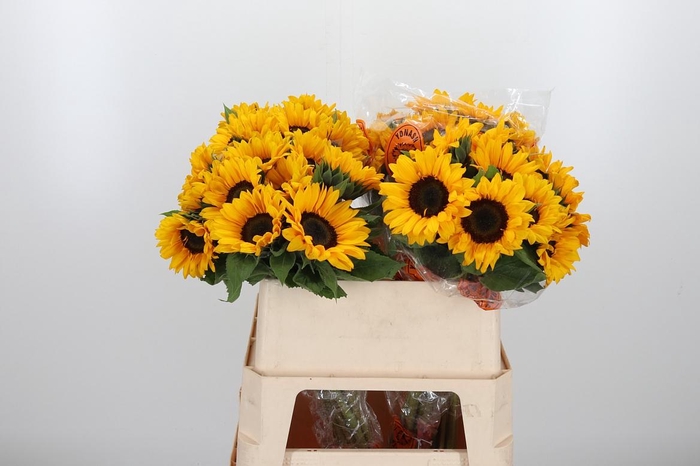 <h4>Helian An Orange Fir</h4>