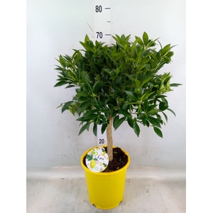 Citrofortunella floridana