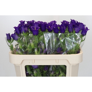 Campanula Medium Champion Blue