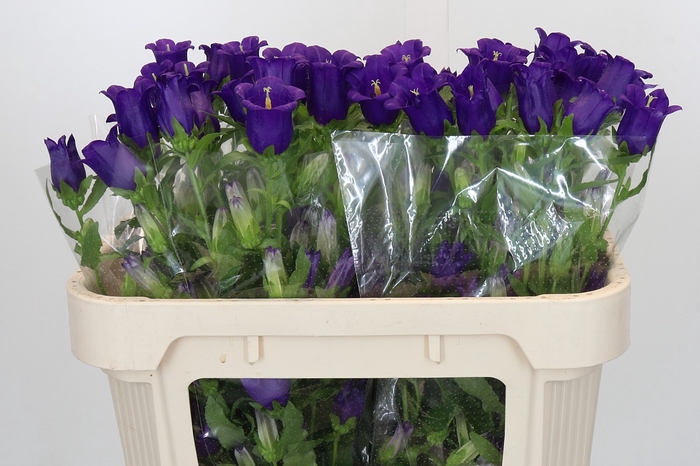 Campanula Medium Champion Blue