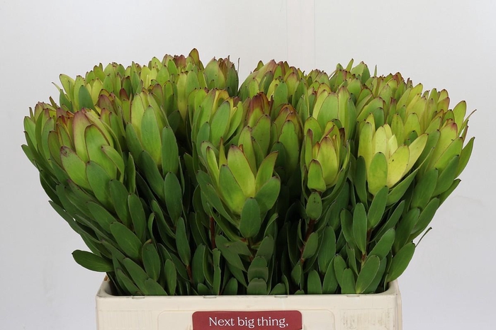 <h4>Leucadendron Goldstrike</h4>