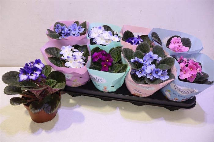 <h4>arr8 Saintp Gem</h4>