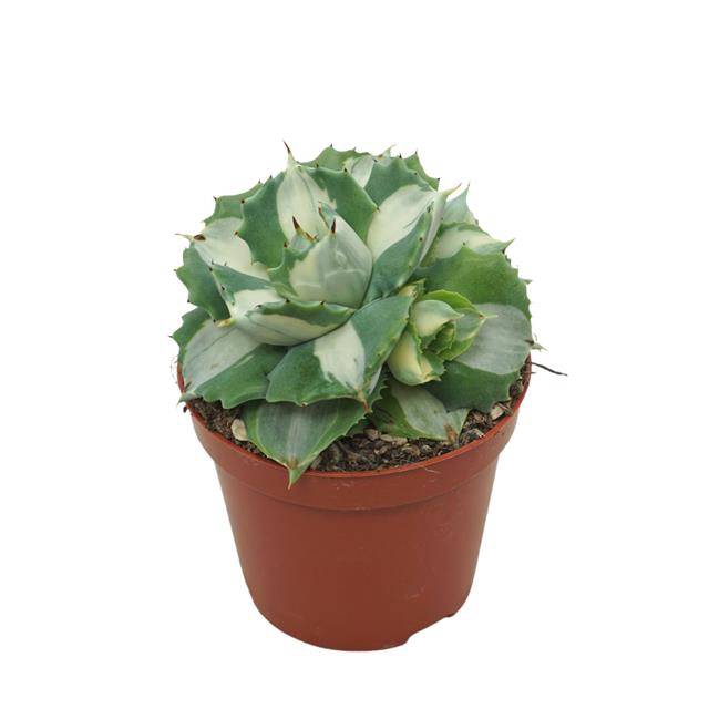 <h4>Agave potatorum variegata</h4>