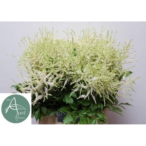 Astilbe Wasingthon Aert