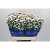 Aster Cassy