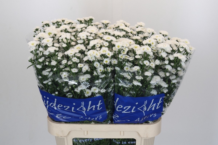 <h4>Aster Cassy</h4>