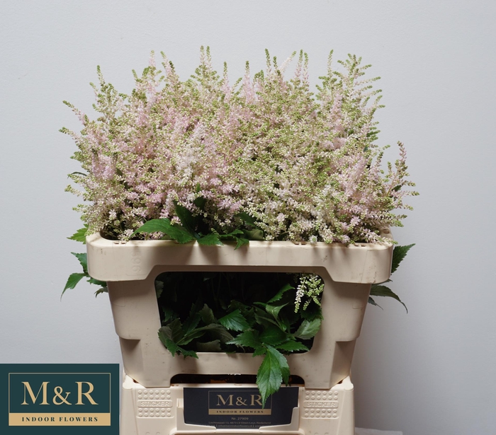 <h4>ASTIL JA EUROPA</h4>