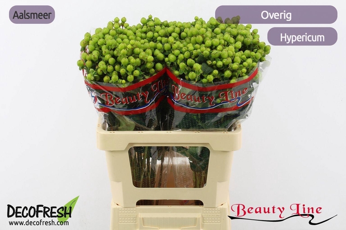 <h4>HYP GREEN TEA</h4>