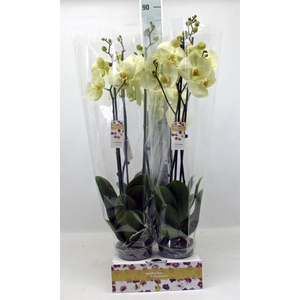 Phalaenopsis   ...yellow