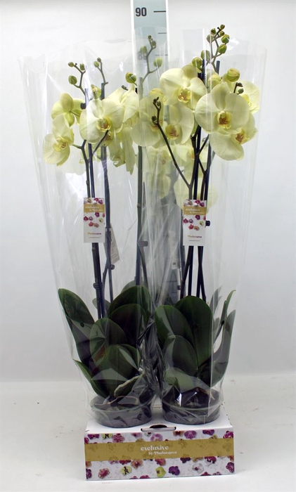 <h4>Phalaenopsis   ...yellow</h4>