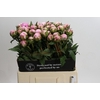 Paeonia Sarah Bernhardt
