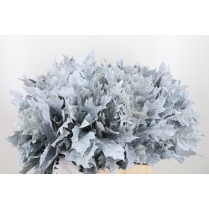 Quercus Kl Bh Wit