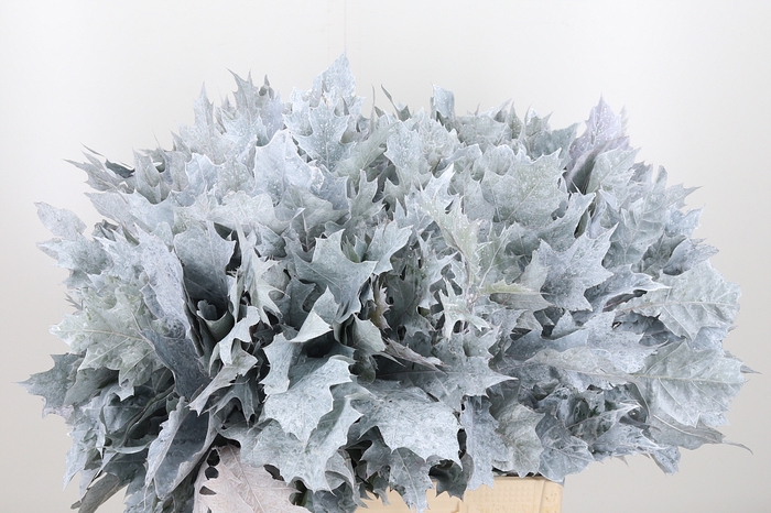 <h4>Quercus Kl Bh Wit</h4>