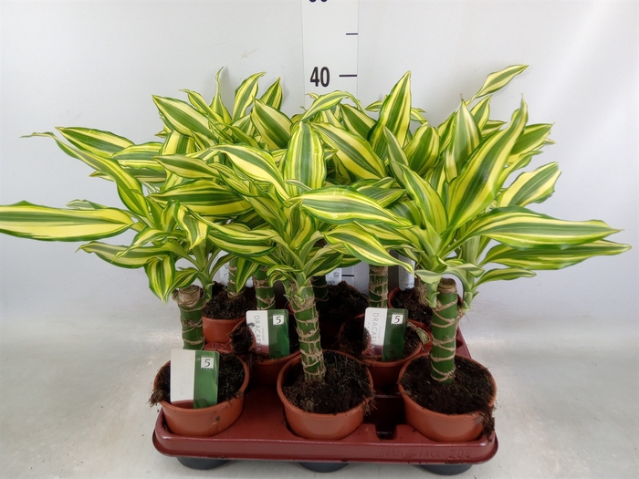 <h4>Dracaena frag. 'Yellow Coast'</h4>