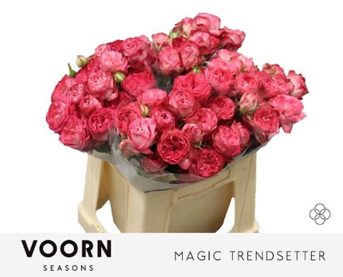 <h4>Rosa spray magic trendsetter</h4>