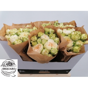 R TR GRANDMA F LILLY