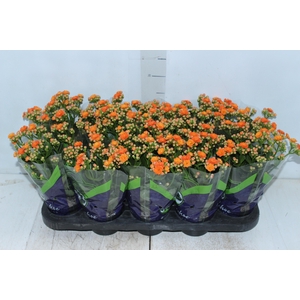 KALANCHOE DOBRADO P11 LARANJA
