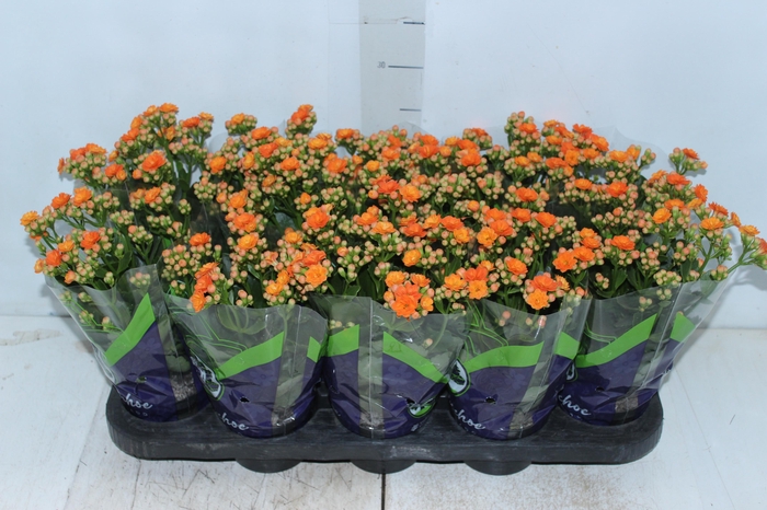 <h4>KALANCHOE DOBRADO P11 LARANJA</h4>