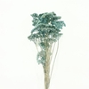 Dried Achillea Pastel Blue