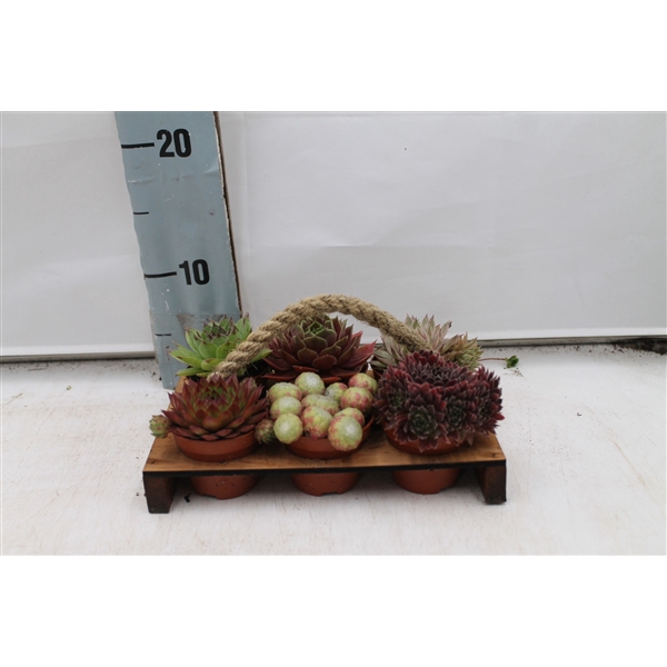 <h4>Sempervivum pallet groot</h4>