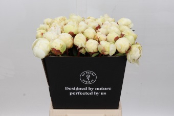 <h4>Paeonia Ivory Victory</h4>