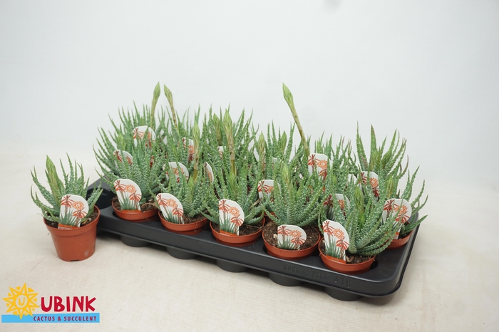<h4>ALOE HUMILIS</h4>