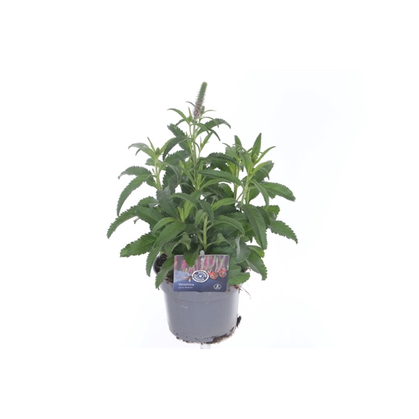 <h4>Veronica spicata Inspire Pink</h4>