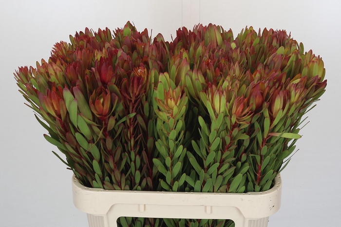 <h4>Leucadendron Safari Sunset</h4>