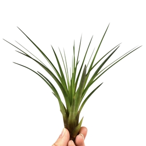 tillandsia melanocrater