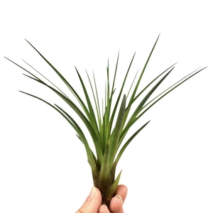 tillandsia melanocrater