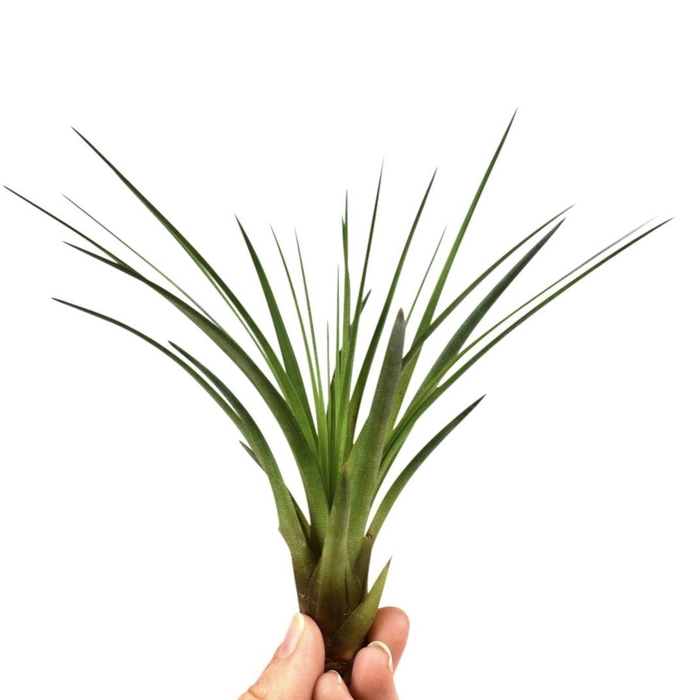 <h4>tillandsia melanocrater</h4>