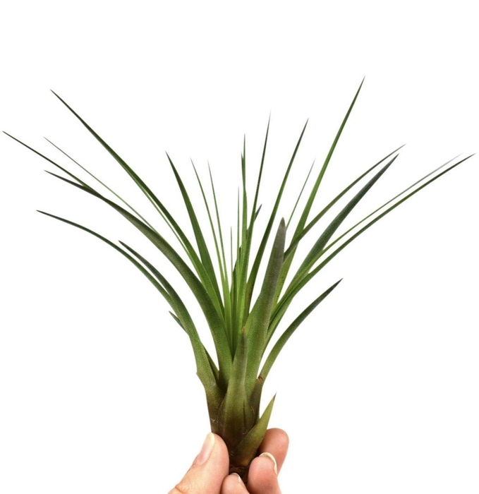 <h4>tillandsia melanocrater</h4>