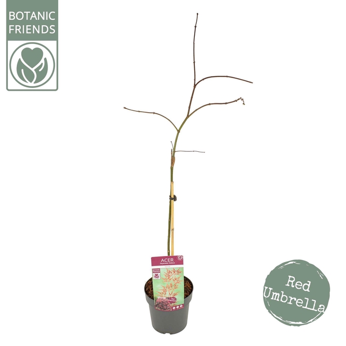 <h4>Acer palmatum Garnet</h4>