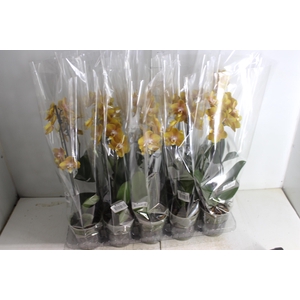 PHALAENOPSIS VEGAS P12 MULTIFLORA